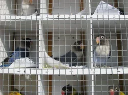 Agapornis škraboškový